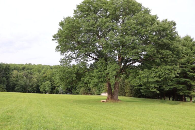 The Anatomy of a Surviving Ash Tree: Resilience and Stewardship at Hidden Hollow Farm